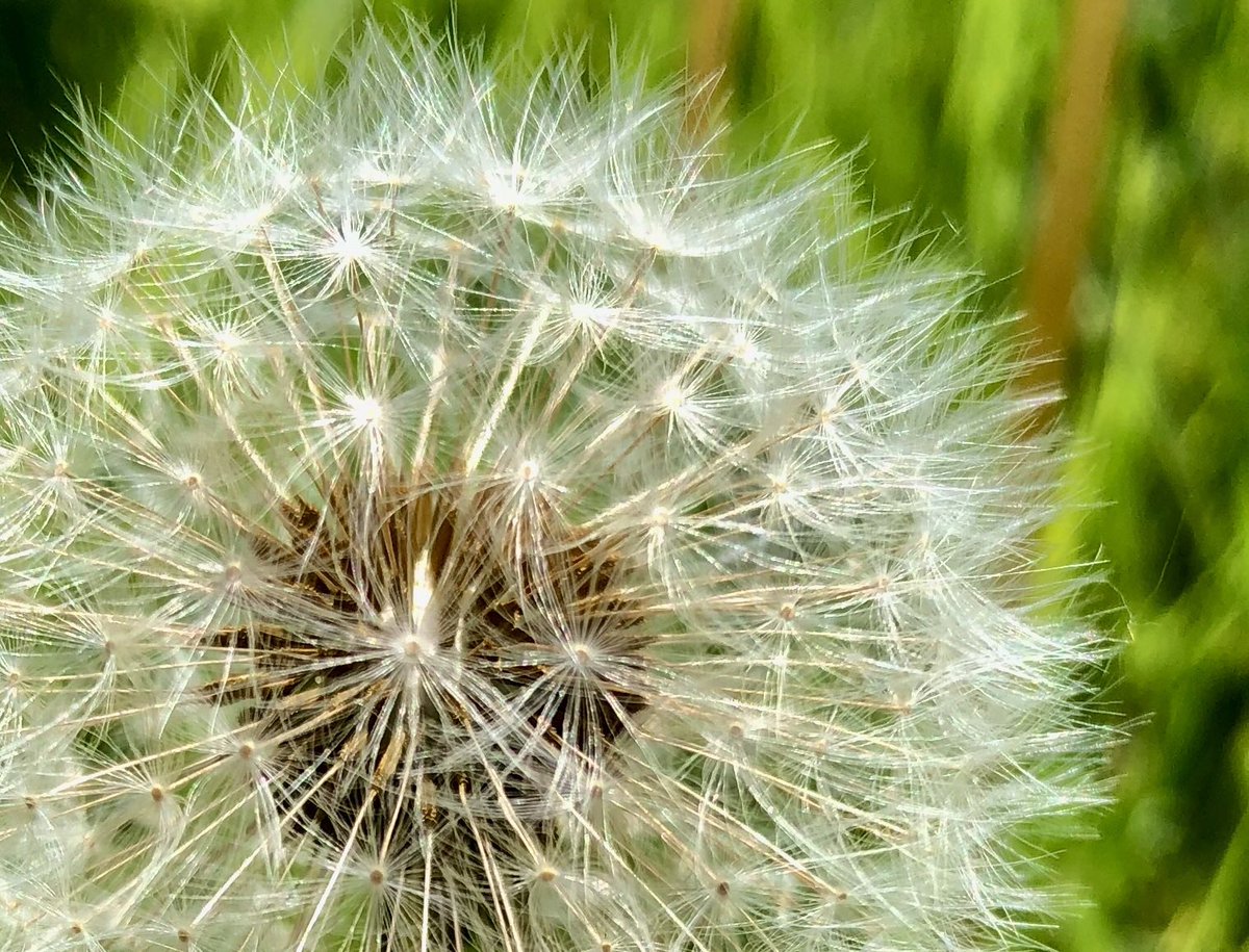 magalex's tweet image. Tick tock, dandelion clock.... #earlyhours #insomnia