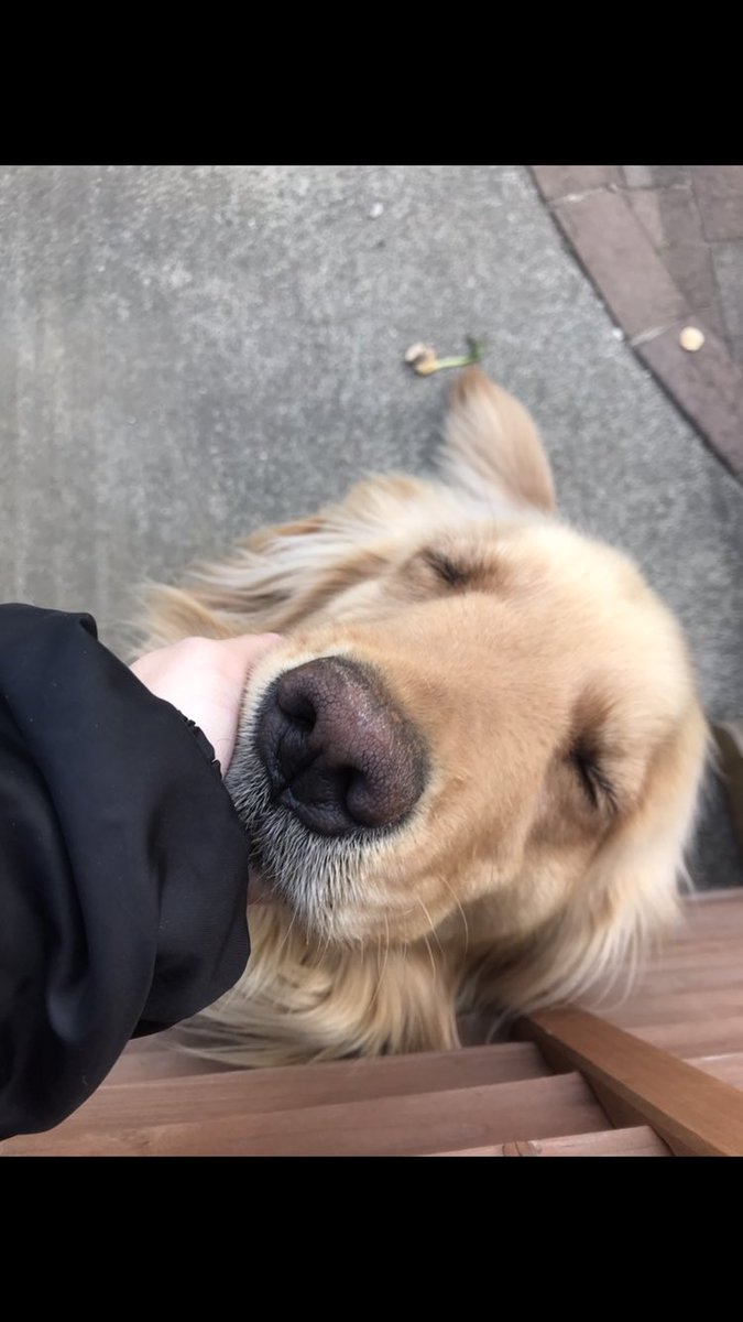 iPeach7m's tweet photo. 日田の方へ
昨日の夜から犬が居なくなっちゃったので
もし見かけたら連絡お願いします
名前はくぅーです
赤い首輪つけてます
#探しています #日田 #ゴールデンレトリバー https://t.co/20gLzhDxuK