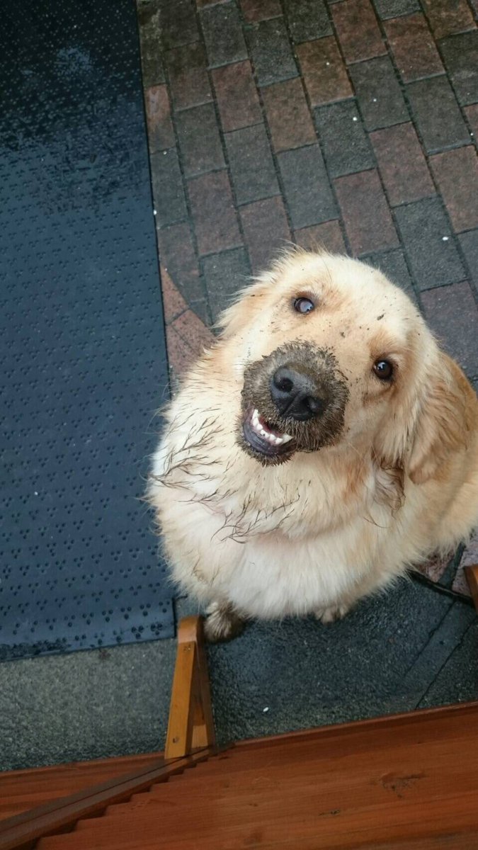 iPeach7m's tweet photo. 日田の方へ
昨日の夜から犬が居なくなっちゃったので
もし見かけたら連絡お願いします
名前はくぅーです
赤い首輪つけてます
#探しています #日田 #ゴールデンレトリバー https://t.co/20gLzhDxuK