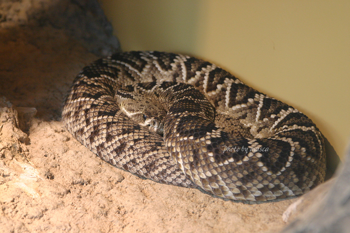 Musca 8 5 8 14あにまるぱらだいす展 8 11いきものフェス 06年6月 トウブダイヤガラガラヘビ トウブ ダイヤガラガラヘビ 上野動物園 T Co Izhtwnwpvy Twitter