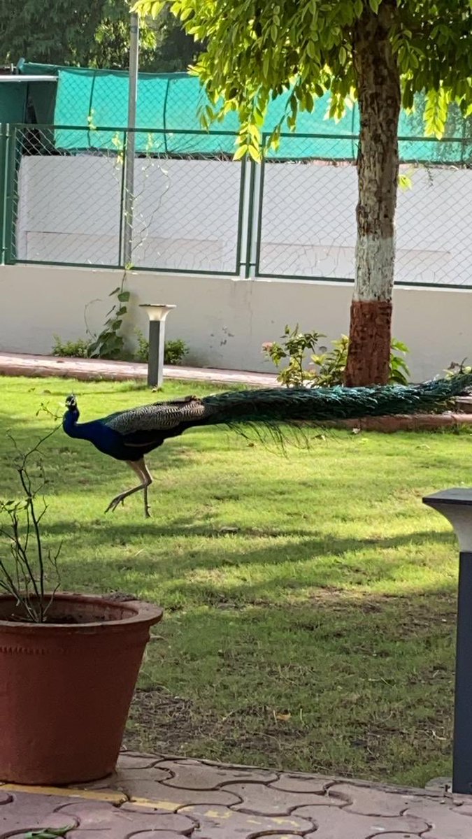 nidhishrimm's tweet photo. #morning ramp walk practice is going on ...beautiful morning with these morning partners ...
#morning #beautifulmoments #captures #nature #morningfriend https://t.co/HeMULzEz74
