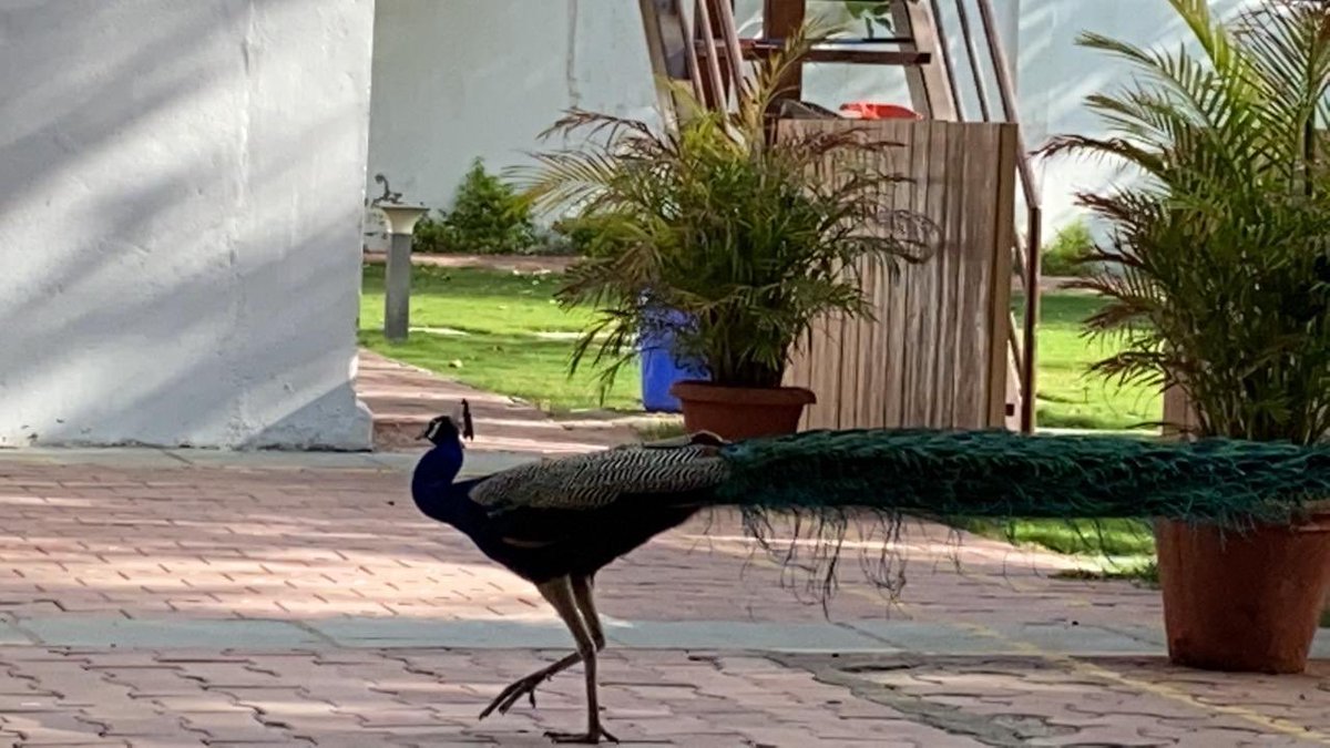 nidhishrimm's tweet photo. #morning ramp walk practice is going on ...beautiful morning with these morning partners ...
#morning #beautifulmoments #captures #nature #morningfriend https://t.co/HeMULzEz74
