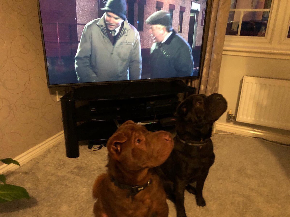 EuropawsR's tweet image. We have opened applications for our handsome boys Jack and Victor, must remain together.  For more information pop us a DM #ScottishRescue #SharPeis #AdoptDontShop