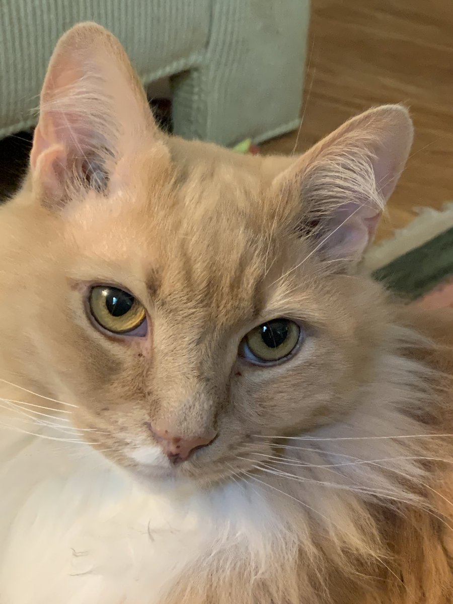 thebiggestfloof's tweet photo. am i botiful? yes or YEAS https://t.co/bylZSfDi4m