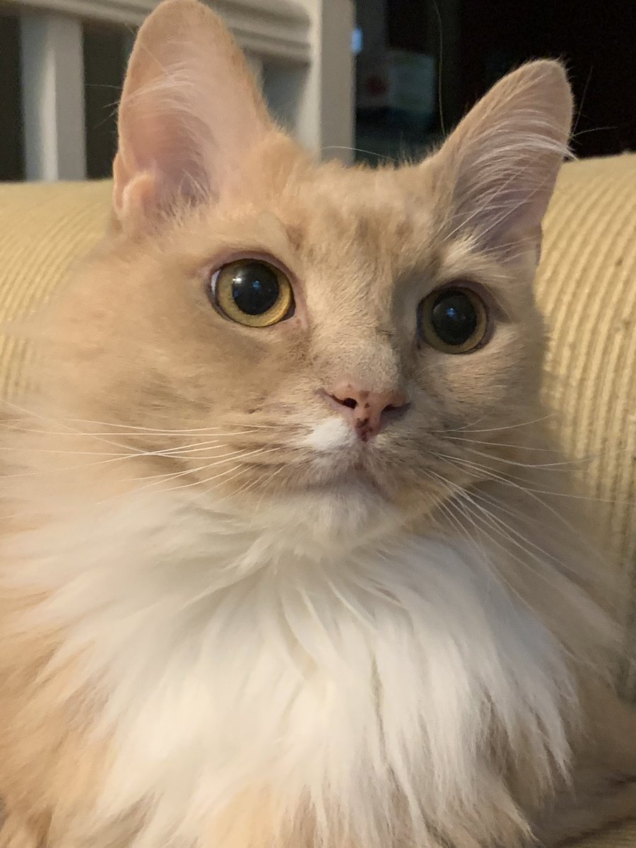 thebiggestfloof's tweet photo. am i botiful? yes or YEAS https://t.co/bylZSfDi4m