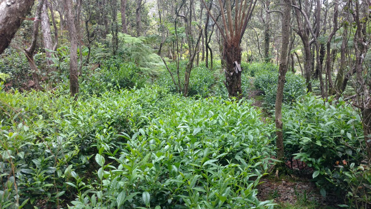 TeaAbbys's tweet photo. For all you tea lovers, this is how we grow tea in Hawaii. Under Ohia lehua and Hapuu ferns. Onolicious to da max. https://t.co/HxzfVmYQqN