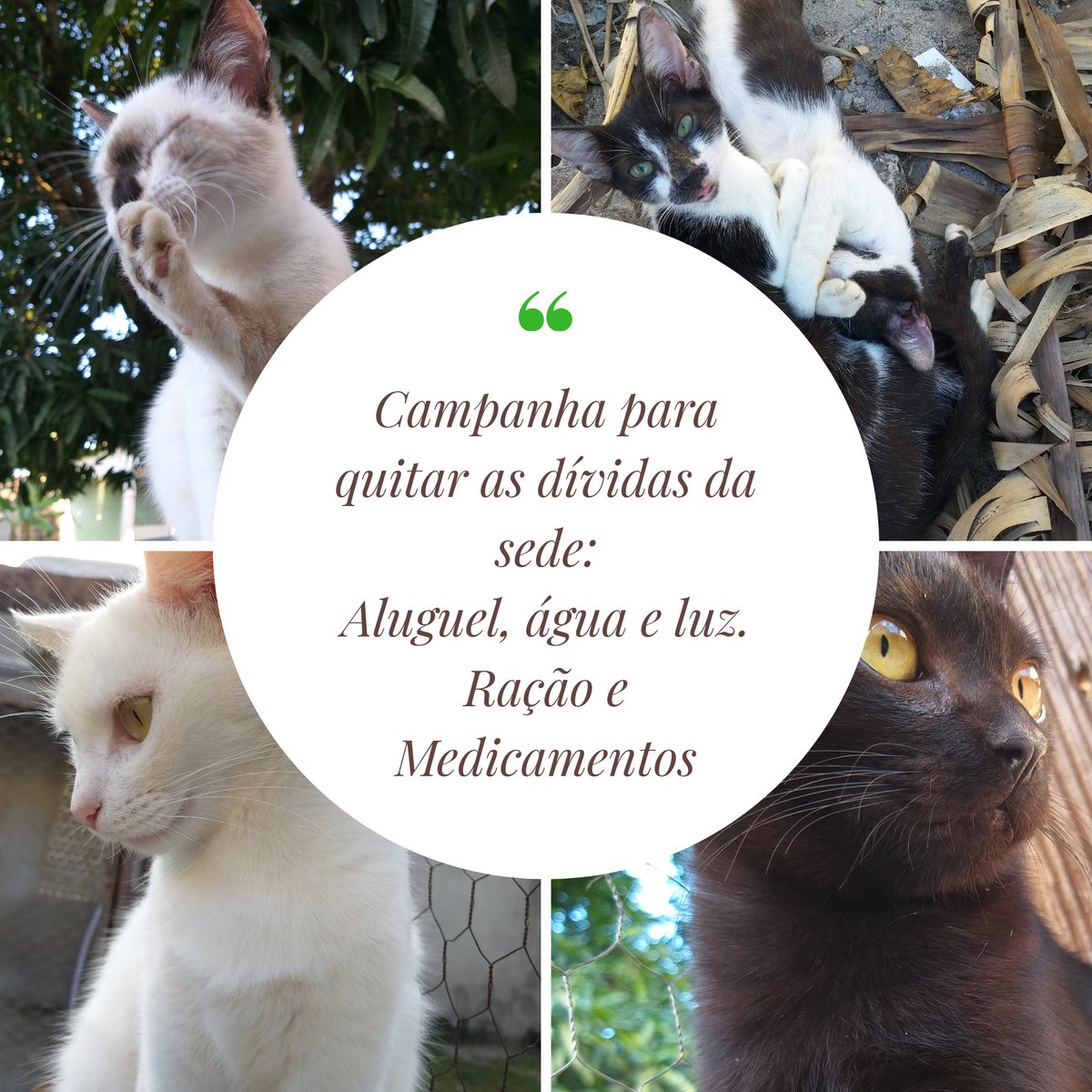 abrigosanguetsu's tweet image. OLÁ, MIAUMIGOS! 🐱

POR FAVOR, LEIAM NOSSO APELO E VEJA O VÍDEO COM ATENÇÃO. POR FAVOR, NOS AJUDEM COM QUALQUER VALOR QUE PUDEREM... 😢

⚠️ ESSA SEMANA AINDA TEMOS QUE QUITAR NOSSAS DÍVIDAS DA SEDE, COMO: ALUGUEL, ÁGUA, LUZ, PRODUTOS DE LIMPEZA, RAÇÃO E MEDICAMENTOS. ⚠