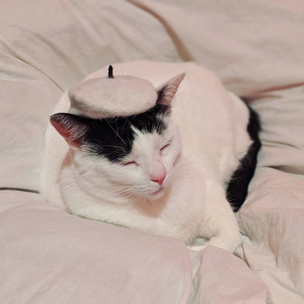 JordanneChan's tweet photo. Dini now has a tiny beret, which she made herself. Yes, felted from her own fur!
In Mandarin, this could be called a māomāo máo màozi 猫猫毛帽子 (cat fur hat). #cat #cats #catstagram #diy #felting #tinyhatsoncats #cathairhat
#猫 #佩猫 #佩羽妹猫 https://t.co/ImXdKKOe4p https://t.co/4sIxg1Lp70