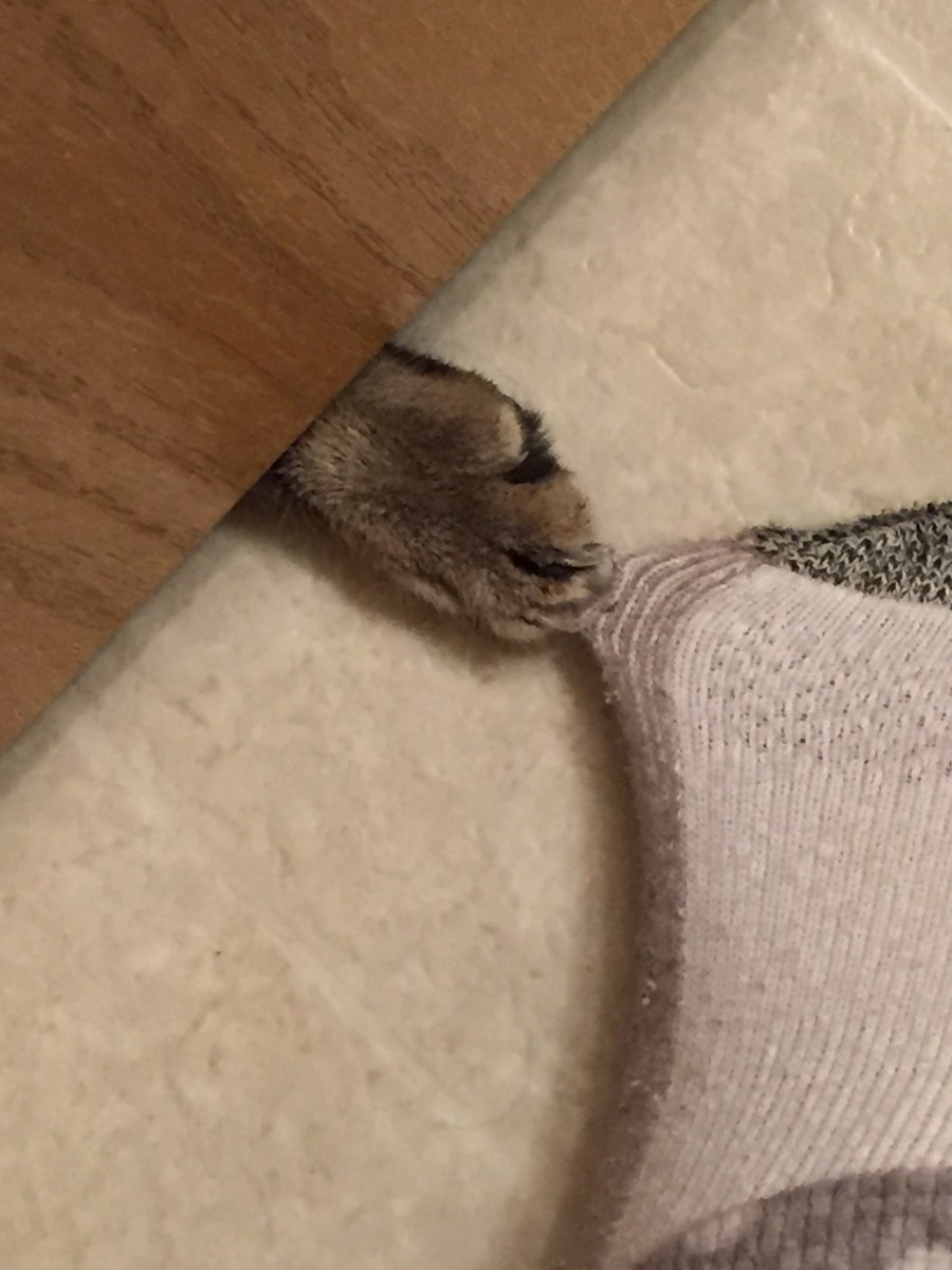 MaryH319's tweet photo. When the kitty tries to pull your whole foot under the bathroom door ... #WhatPrivacy https://t.co/M0PBVxS7yT