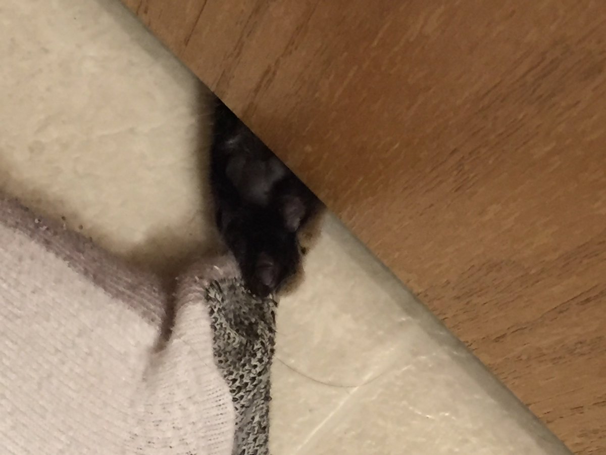 MaryH319's tweet photo. When the kitty tries to pull your whole foot under the bathroom door ... #WhatPrivacy https://t.co/M0PBVxS7yT