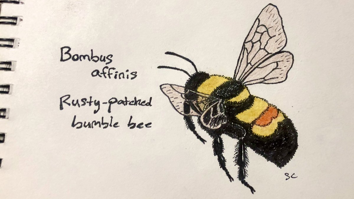 elgatoabeja's tweet photo. Critically endangered Bombus affinis for #EndangeredSpeciesDay. In their historic range, their numbers have dropped nearly 90% due to habitat loss, pesticides, climate change, and spread of diseases. They were even a common sight to see as recently as the 80s. #SaveTheNativeBees https://t.co/IyuR2IGzF8