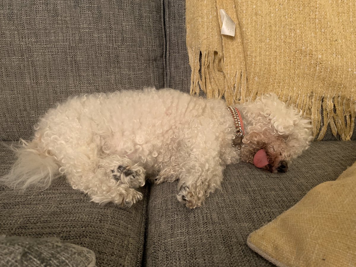 Flat out Friday night! @GeorgeBichon <a href="/Minghowriter/">Ming Ho</a> <a href="/jenny_bichon/">Jenny and Dolly</a> @mollier77 <a href="/WalshKim/">kim walsh</a> <a href="/WBichon/">Winky the bichon</a>