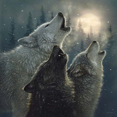 evelyn_m_k's tweet photo. Good Evening Pack โค๏ธ๐๐บ๐ป Hope all are well. Phase 1 begins tomorrow here with salons, gyms, churches, restaurants, movies opening. @Nokomaq @DianeRedelinghu @MiriBen2 @nkDarkDrgmailc1 @GichiGumee @hugwildlife @rotrujo @Graywolf080458 #SaveWolvesBears #AdoptaNoCompres #StaySafe https://t.co/sRwXYV9nBh