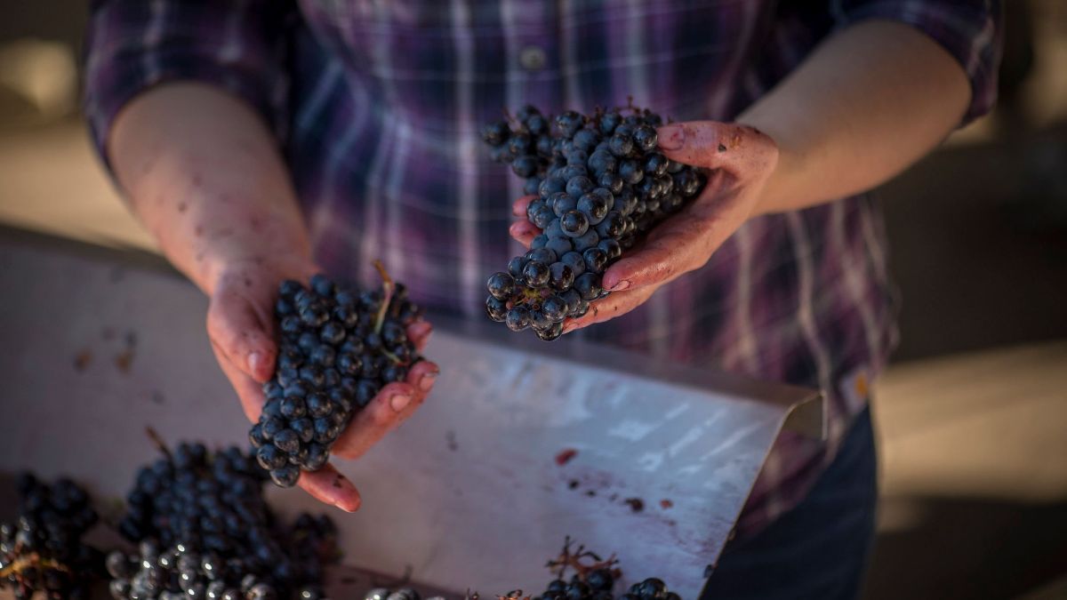 Kramer Vineyards tweet media