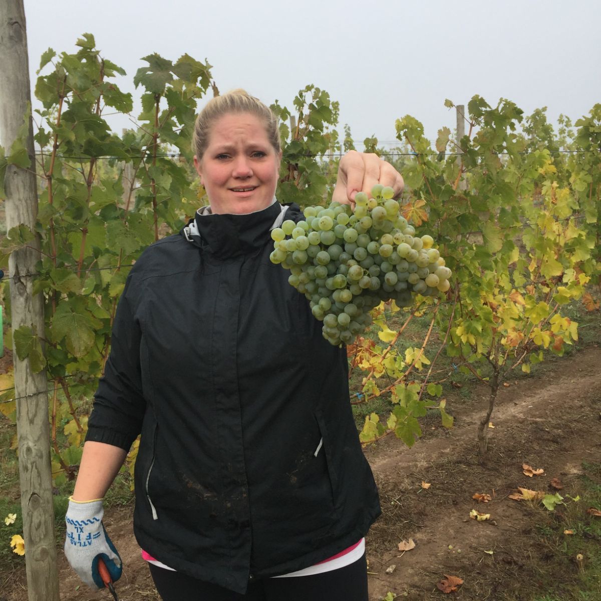 Kramer Vineyards tweet media