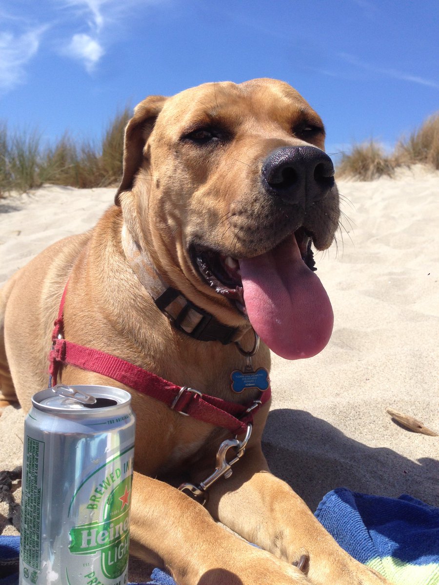 DukeTravelsCA's tweet photo. Duke dreams of long days at his favorite beaches...he’s been such a patient boy with this quarantine and now with his injured dad, but he counts the days when he can get back to chasing birds and digging up sand crabs in Ventura🏖🦮 #DukeDreams @dog_rates https://t.co/naJebfKEfV
