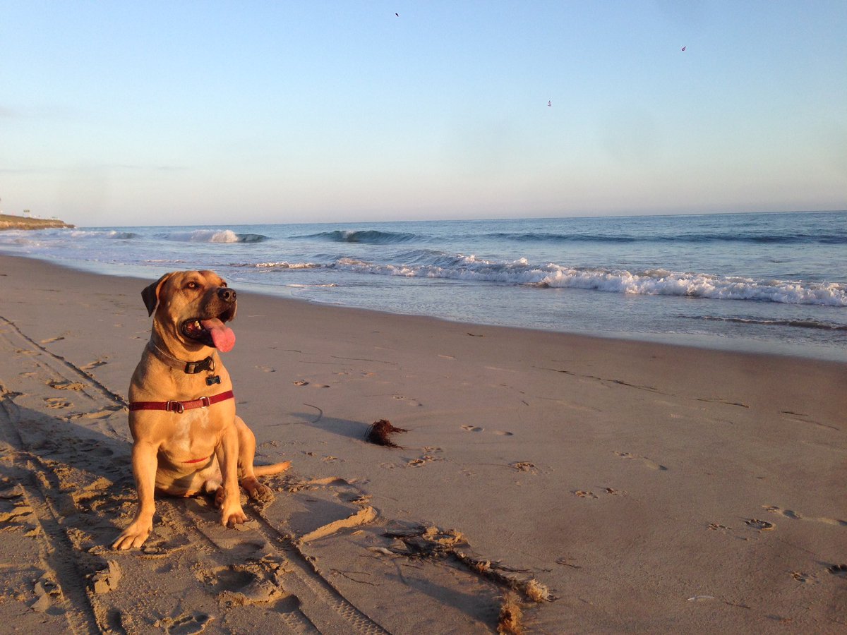 DukeTravelsCA's tweet photo. Duke dreams of long days at his favorite beaches...he’s been such a patient boy with this quarantine and now with his injured dad, but he counts the days when he can get back to chasing birds and digging up sand crabs in Ventura🏖🦮 #DukeDreams @dog_rates https://t.co/naJebfKEfV