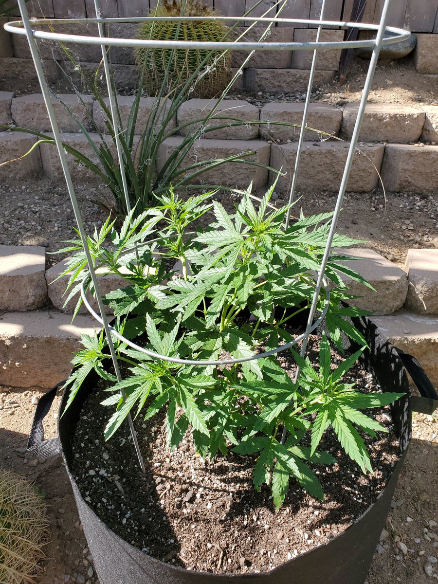 WalterWhiteofW1's tweet photo. The SFV-OG is coming along  nicely,  adapting to her new 30gal smart pot well .
#photoperiod #outdoorgrow #banginbuds #420fam #CannabisCommunity #GYO #iamcannibis #indica #cannafamily #cannabis #terptea https://t.co/ZtwyEz5JY3