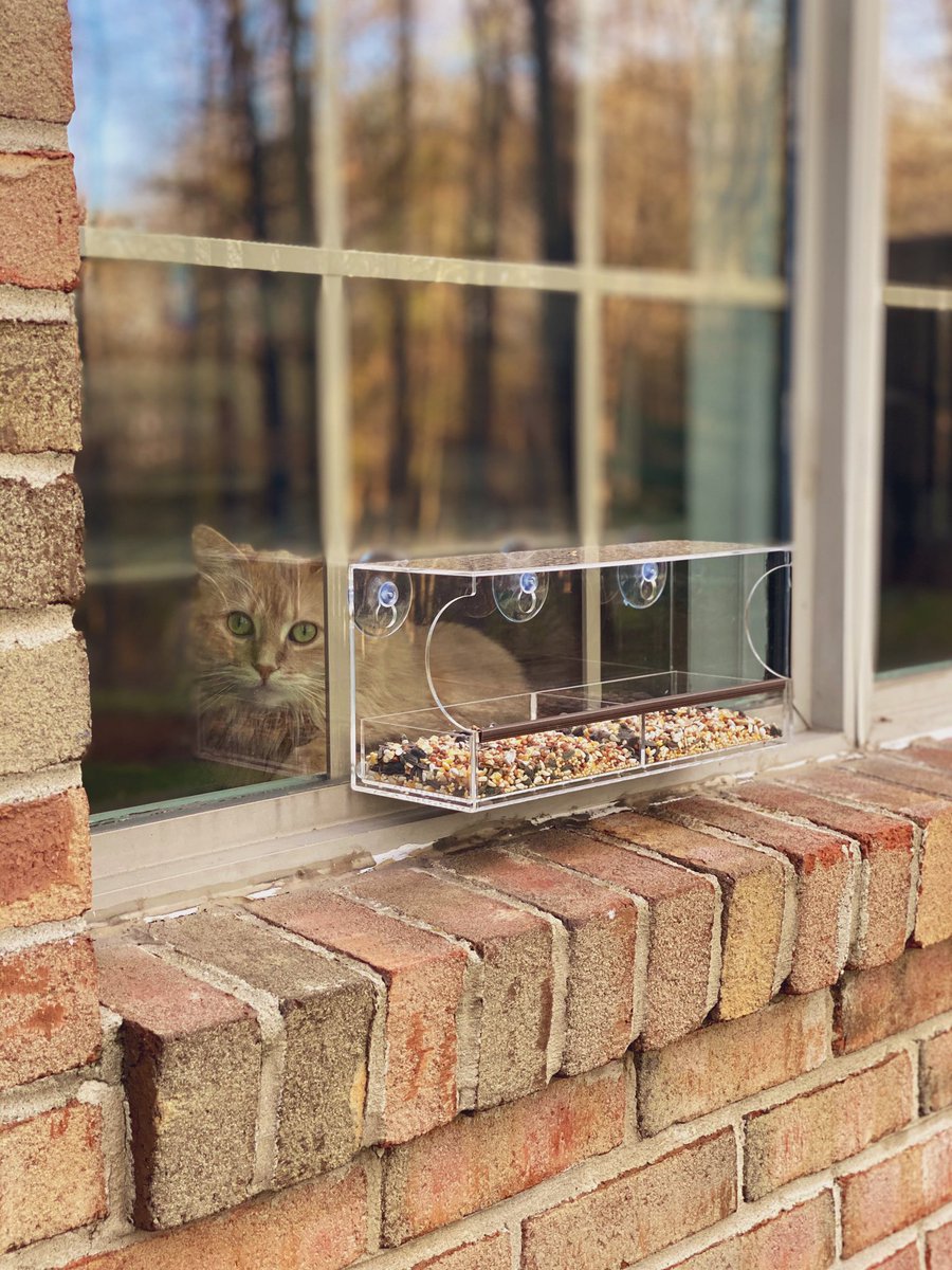 SarahHolm's tweet photo. Not the best hunting strategy I’ve seen. #WatchedPot #CatsOfTwitter https://t.co/gzSQ0sOJgL