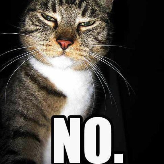 Мемы говорящие. Кот нет. Кот Мем. Неть котик. Кот нет Мем