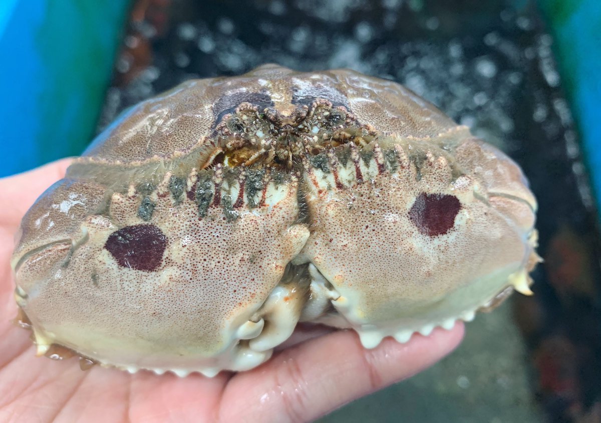 メガネカラッパ メガネカラッパ