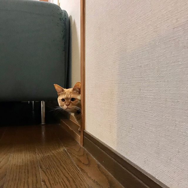 LabLOBO's tweet photo. のぞき方にも性格が出ます。3猫はこんな感じ。
#覗き見 #ひょっこり #ねこ #猫 #元野良猫 #保護猫 #茶トラ #茶トラ猫 #茶トラ部 #茶トラ女子 #茶トラ女子部 #まるどら #まるどらガール #cat #peeping #formerstray #rescuecat #orangetabby #orangetabbycat #redtabby #redtabbycat #gingercat https://t.co/wwMNiHJVbY
