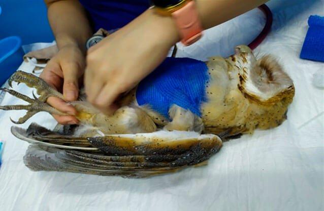 NoticiasCaracol's tweet image. Lechuza fue apedreada y rociada con agua bendita porque creen que es ‘el ave que anuncia la muerte’ - bit.ly/36498eA