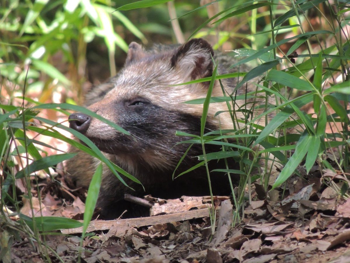 お題：たぬき 明治神宮で見かけたタヌキさん。 人を見慣れているよう