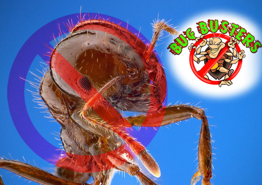 BugBustersTN's tweet photo. We know you don't want to get up close & personal with ants. Bug Busters is here to help you eliminate your big #AntProblem, along with many other pests you may have invading your home.
Consult Bug Busters for a #FreeEstimate!
865-456-3795 - https://t.co/IOdJVGtJIn
#PestControl https://t.co/zKdRMslpel