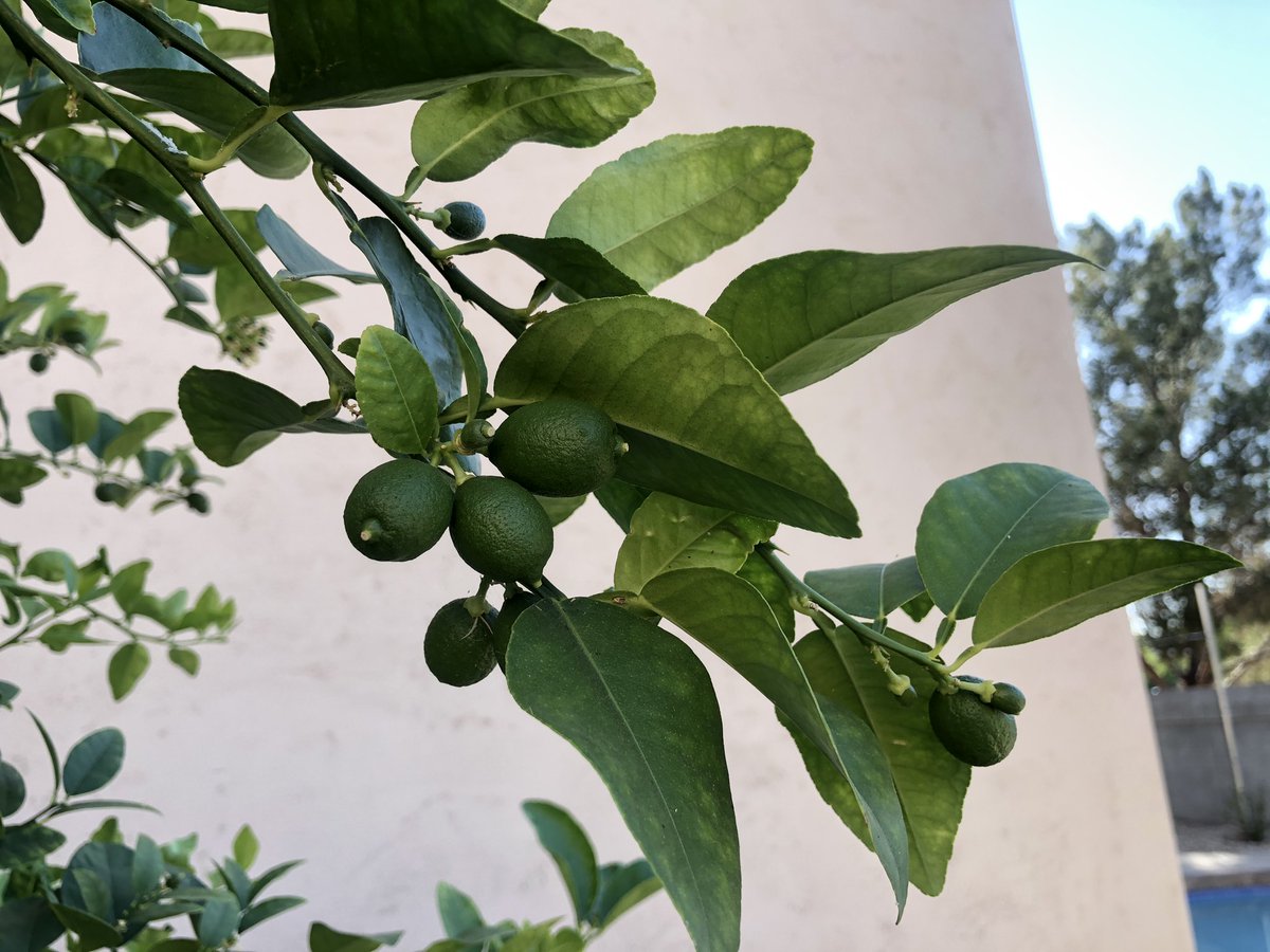MoreNoyes61's tweet photo. 6 years later & finally have more than 2 limes on our tree. More than 50! Fingers crossed they still grow. I see lots of key lime desserts & bigger forearm muscles from juicing them all in our future!
#keylime #limetree #azcitrus #citrustree #keylimedessert #mandmhittheroad https://t.co/HP5ggNy9Xv