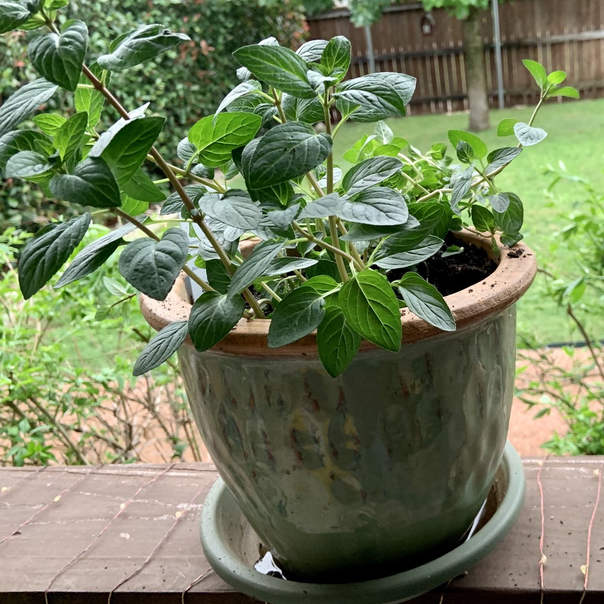 lshoes32_'s tweet photo. @HoarseWisperer I finally have some plants on my back porch. Mostly herbs so far, but it’s making me so happy already. #findingnormal #onegoodthing https://t.co/zvH1vcS5eZ