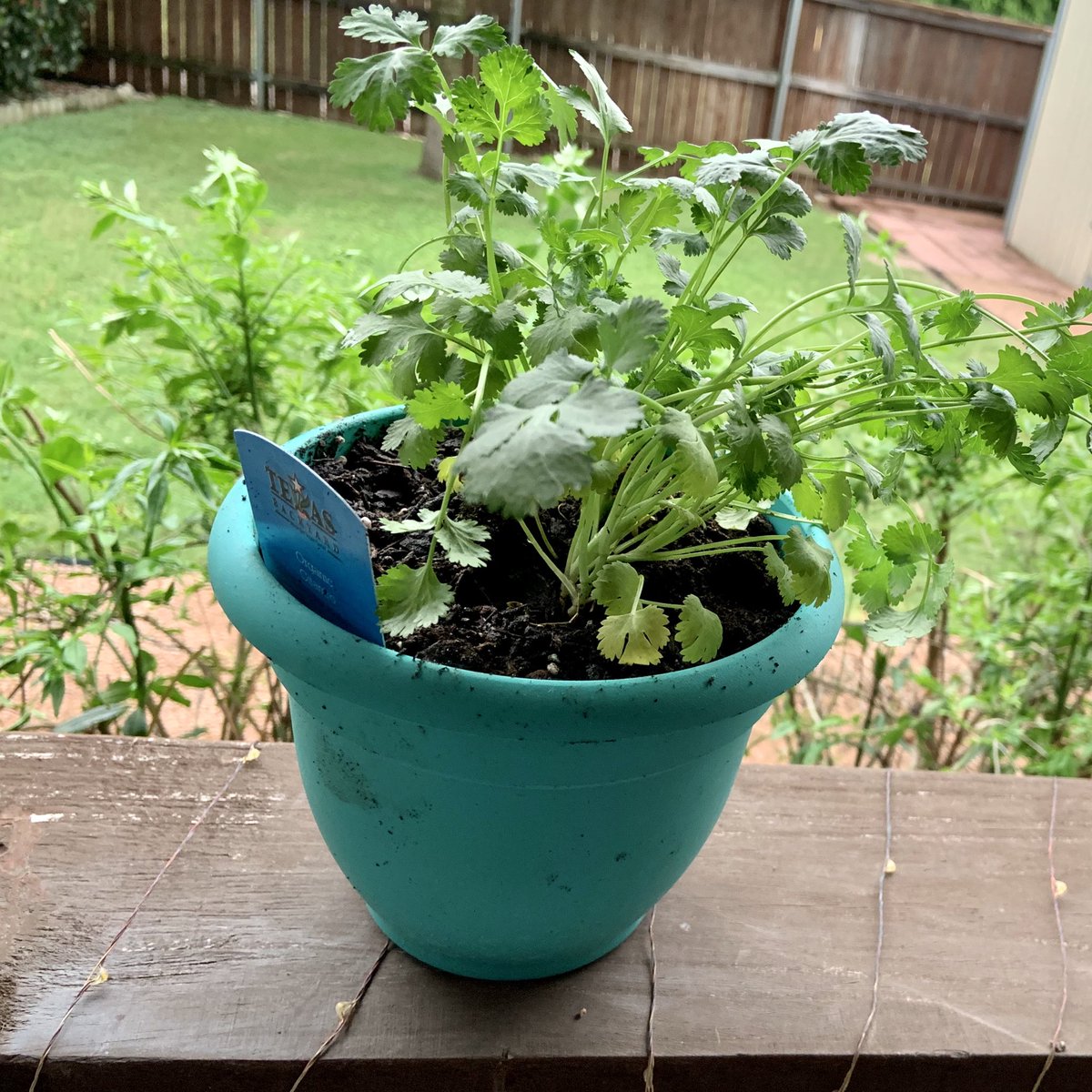 lshoes32_'s tweet photo. @HoarseWisperer I finally have some plants on my back porch. Mostly herbs so far, but it’s making me so happy already. #findingnormal #onegoodthing https://t.co/zvH1vcS5eZ