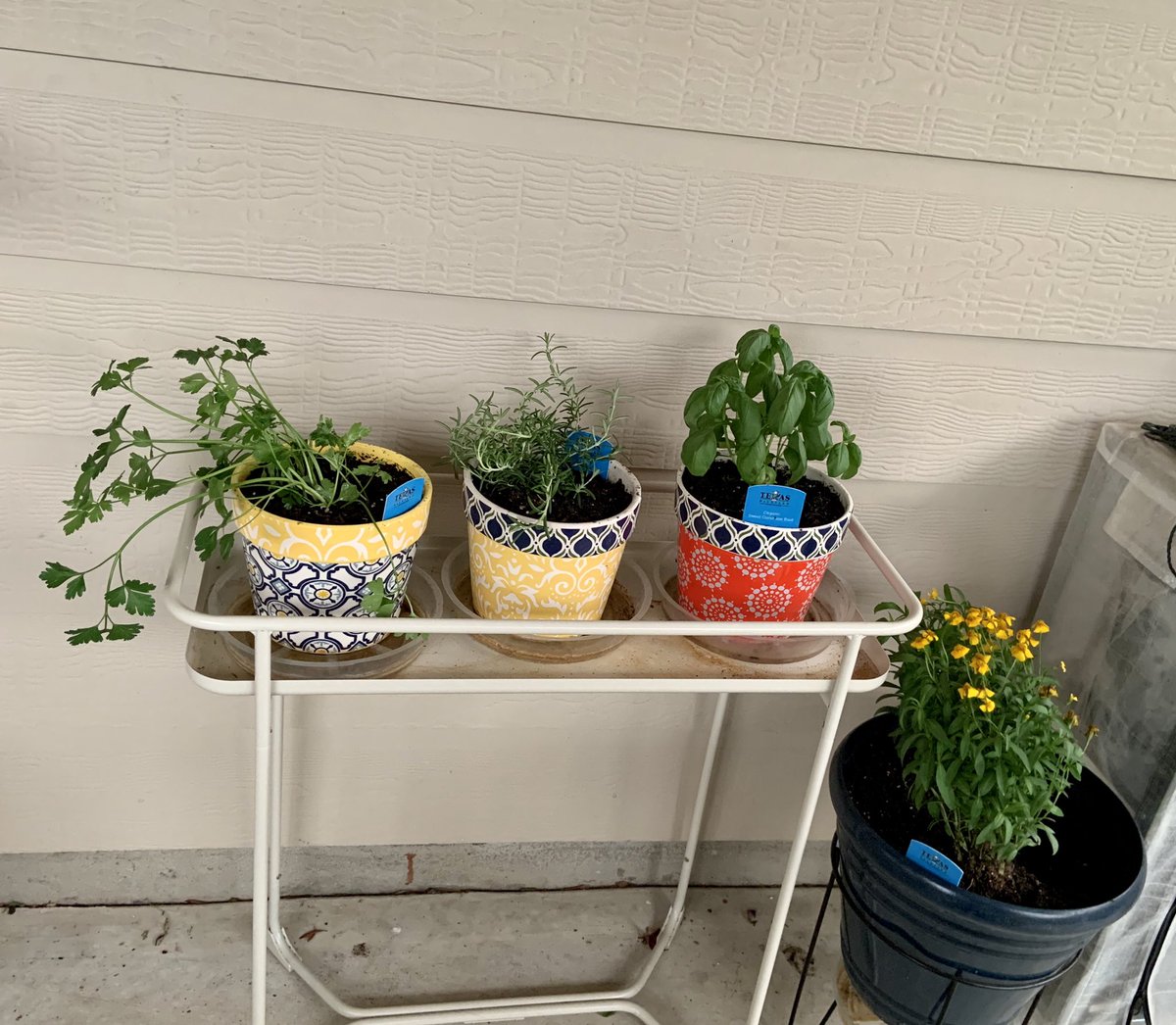 lshoes32_'s tweet photo. @HoarseWisperer I finally have some plants on my back porch. Mostly herbs so far, but it’s making me so happy already. #findingnormal #onegoodthing https://t.co/zvH1vcS5eZ