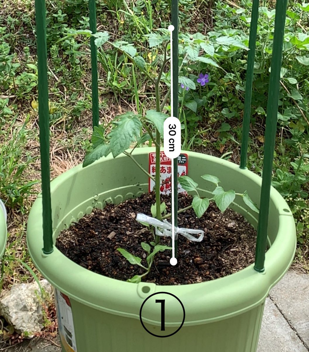 手作り父ちゃん V Twitter 今日のミニトマト は花が咲いた は水少なめ は水多めにしてみようかな 高さの計測は取り敢えず一番高いところの支柱の高さにしよう ミニトマト 家庭菜園