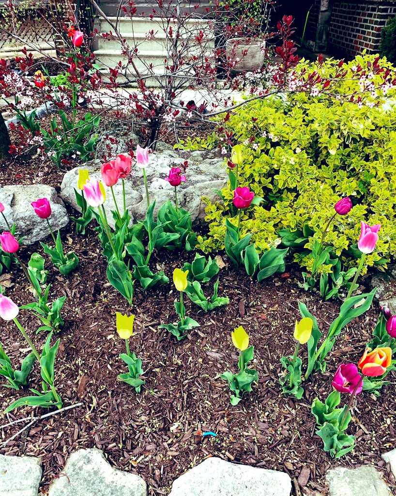 mariatop's tweet photo. Day 8: I watch someone stop by our house every day to look at our tulips. Some take photos, some are children checking a list (scavenger hunt?), all of them smile. Today I did the same - stopped to admire our tulips; made me smile. 
#marias30happies 
#100in1dayham #30daysofhappy https://t.co/eMorrKSPWb