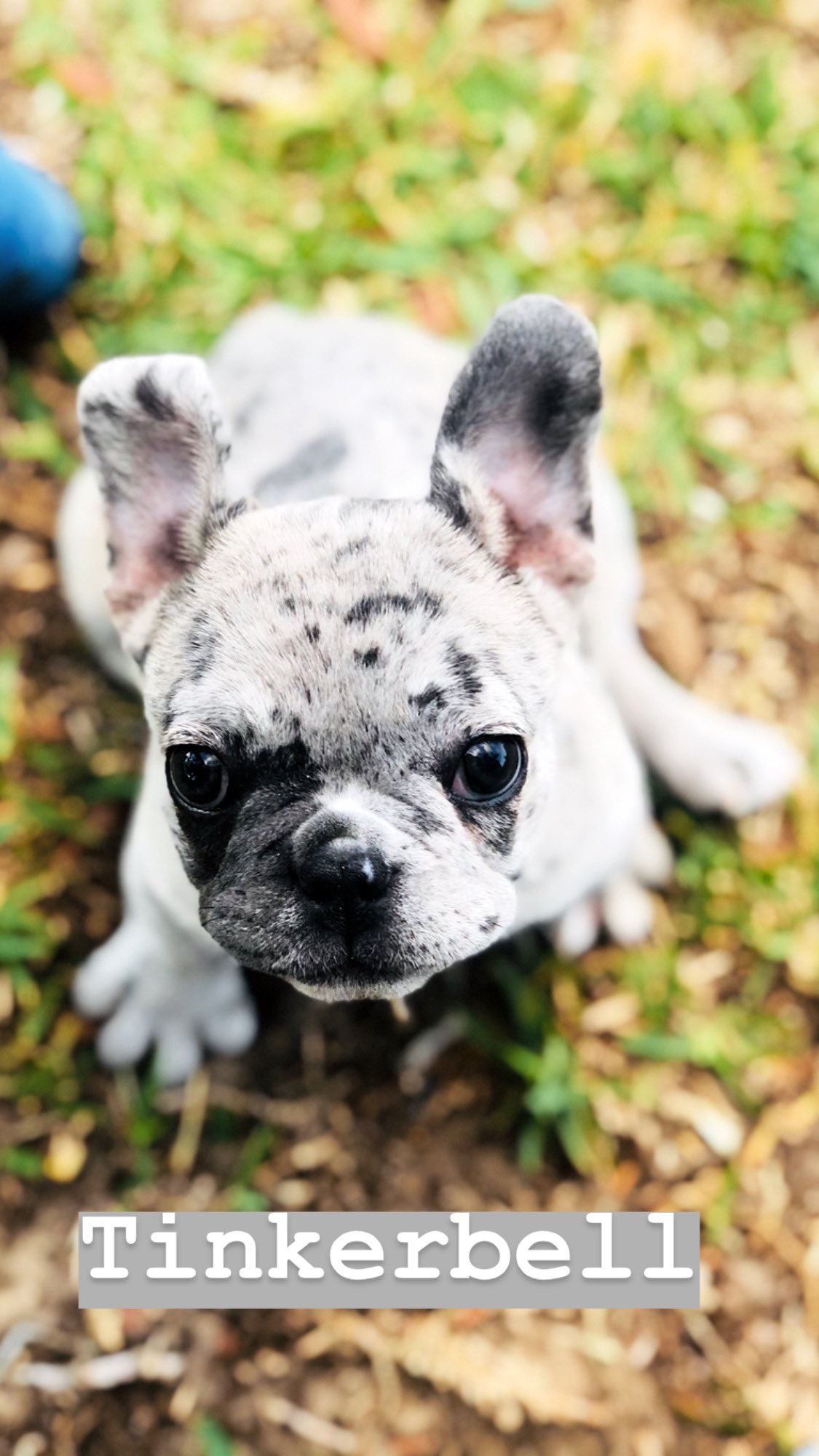 Happy city puppies sales