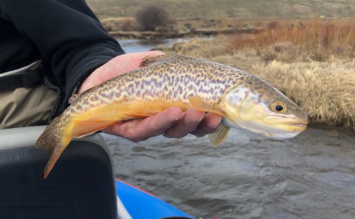 The Colorado Angler tweet media