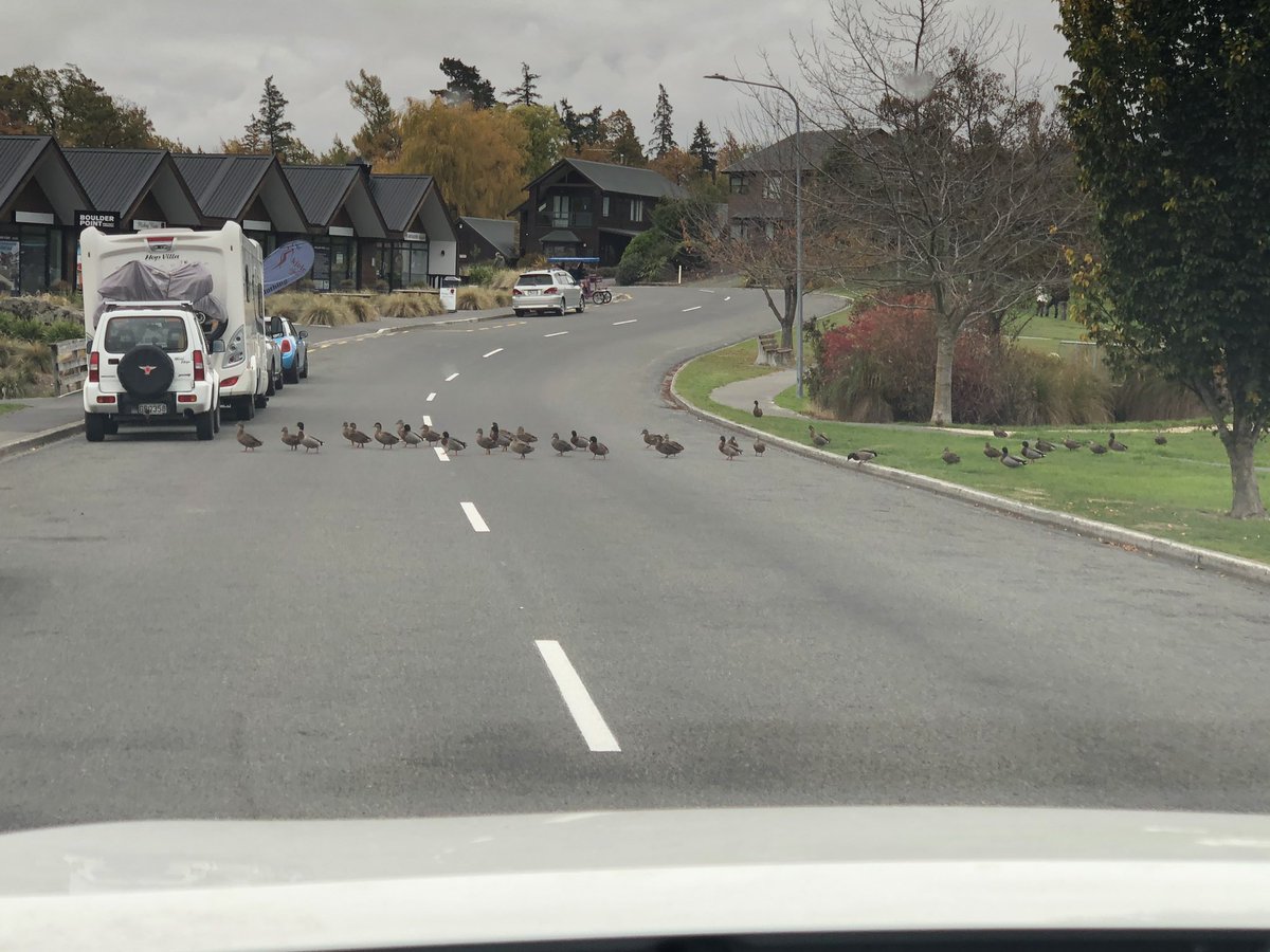 Rosie_T_NZ's tweet photo. 2nd time today! Has no one told the ducks we at level 2?? #socialdistancing #level2 #2m #keepitunder10 https://t.co/xSgh3NHZV8