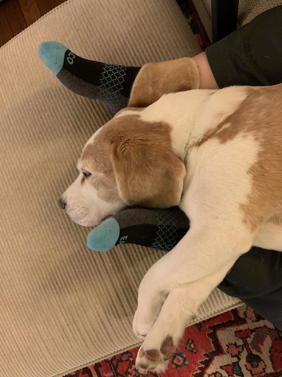 harrietschwartz's tweet photo. Friday night. #TobytheBeagleTA #ProfDogs #beagle #TeachersPet #OnlinePivot #HigherEd #TriageTeaching2020 #Tenure4Toby #DogsatHome #DogsofInstagram #StayConnected #ConnectedTeaching https://t.co/5zo4jxEwz4