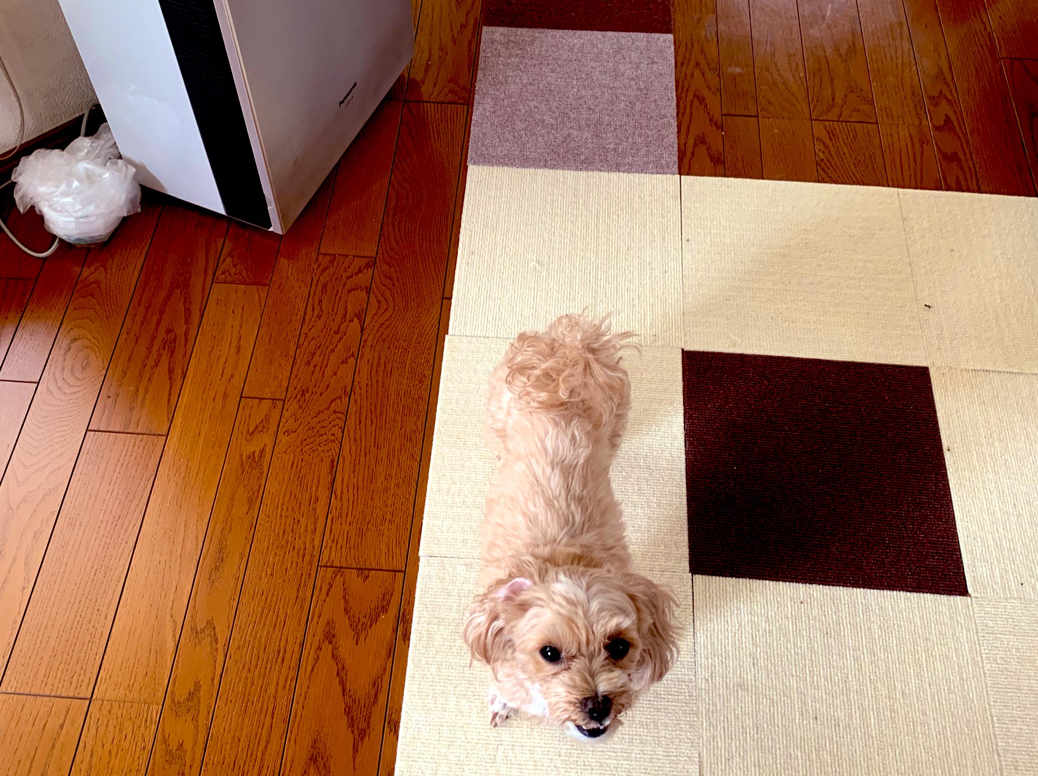 O Xrhsths Karina Maruyama丸山桂里奈 Sto Twitter 13時半から お家で遊ぼう です フジテレビさんです だいぶ お家で遊びました笑笑 ぜひみなさま 見ていただけたら幸です