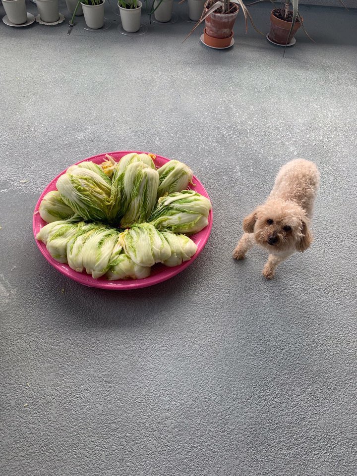 StevenYoo tweet media