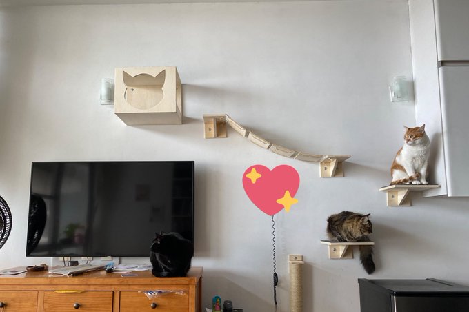 ❤️ fiquei t&atilde;o feliz por poder proporcionar algo legal para eles 🐱 https://t.co/nzcIOGHQQ3