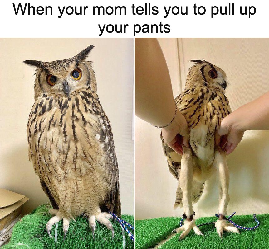 LoversScience's tweet photo. Happy Friday! Enjoy this owl who is ready for quarantine to be over. https://t.co/JSsz6ZUQ8J