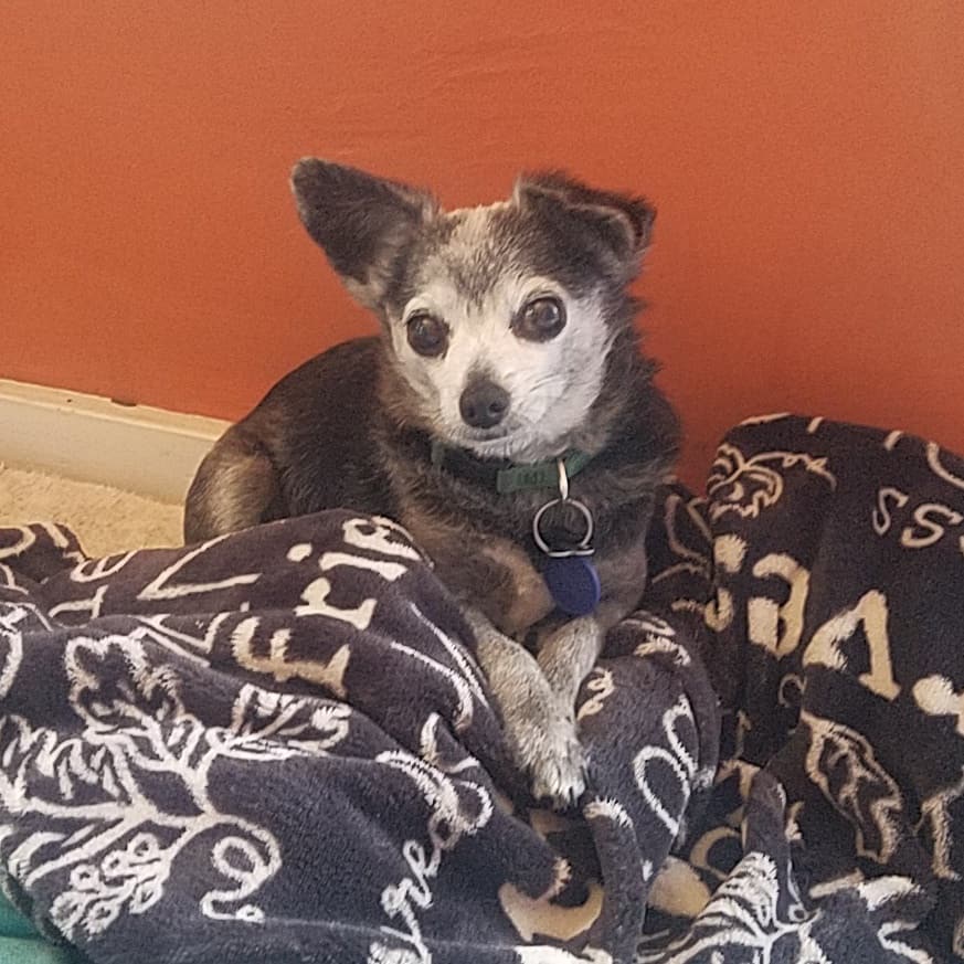 My Chihuahuas Daysi 9yo and Taquito 12yo. I celebrate you each day. #chihuahuasarethebest
#NationalChihuahuaAppreciationDay