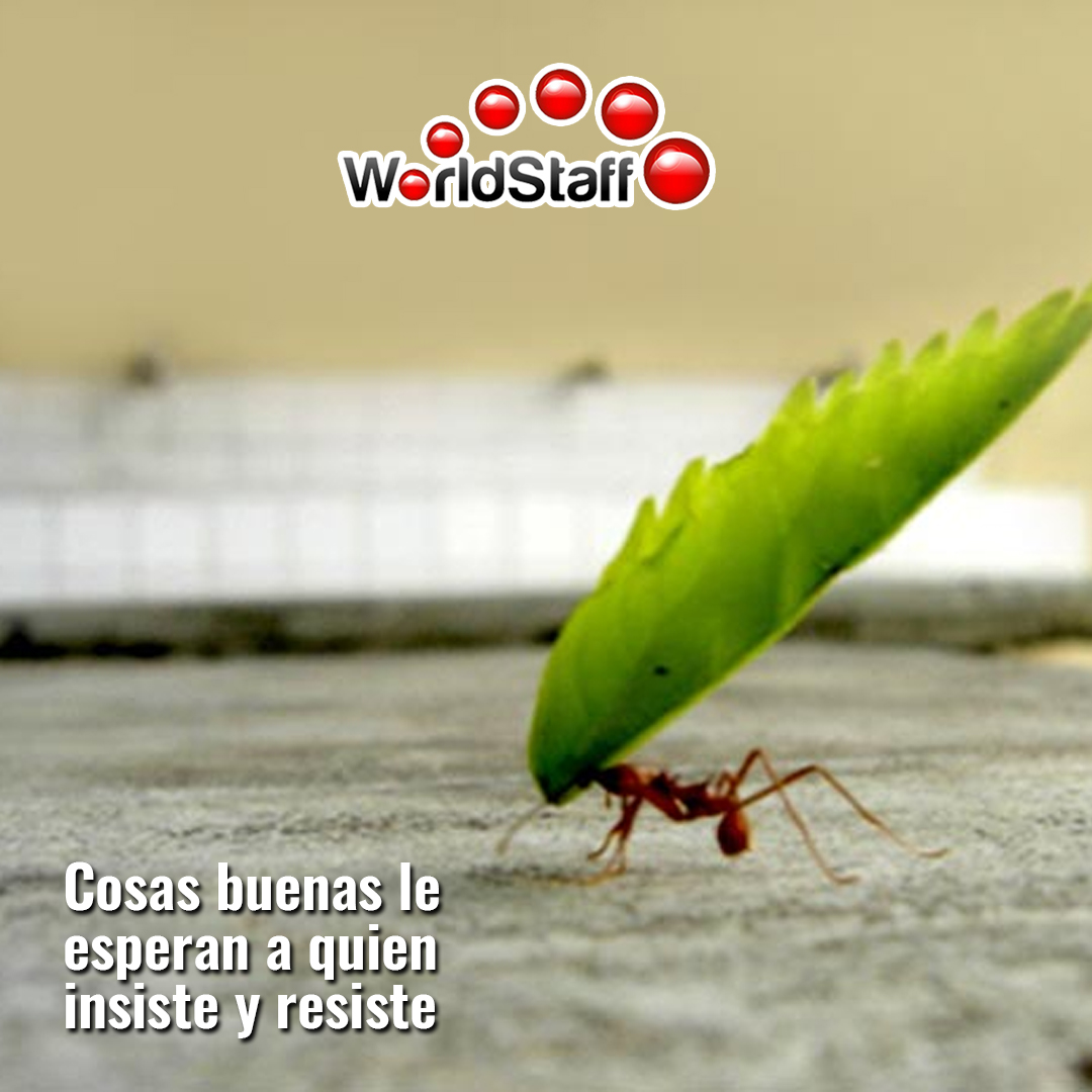 WorldStaffUSA's tweet photo. Debemos insistir en lo que deseamos.. es la mejor forma de acercarnos a esa cima

#worldstaff #TrabajoEnMiami #TrabajoInmediato #Doral #Miami https://t.co/eGCCI9mJFs