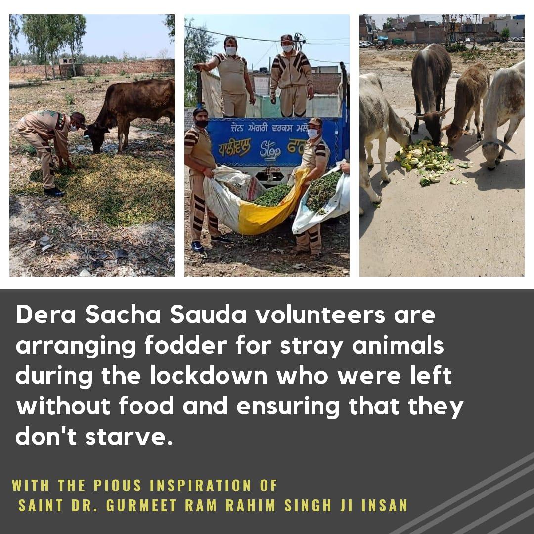 chahatsidhu123's tweet photo. Serving humanity is the main motive of @derasachasauda devotees and they are the true #WarriorsOfHumanity. With the guidance of Saint Dr. @Gurmeetramrahim Ji,  they give food to the stray animals in this national lockdown. https://t.co/qOwmWCYYH9