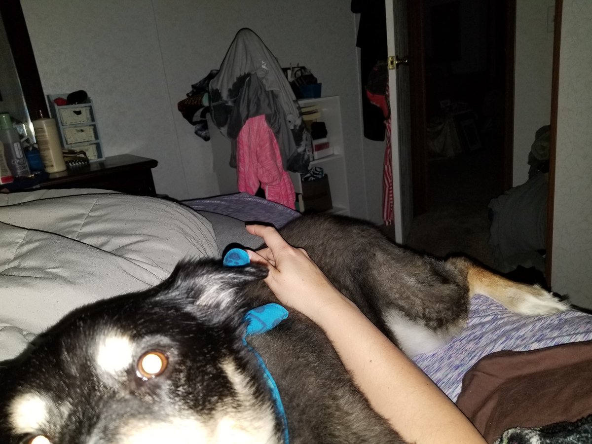 MsJessiMay's tweet photo. @ShepRose Me too and this is my snuggle bug! https://t.co/8cpC0ZgGXk