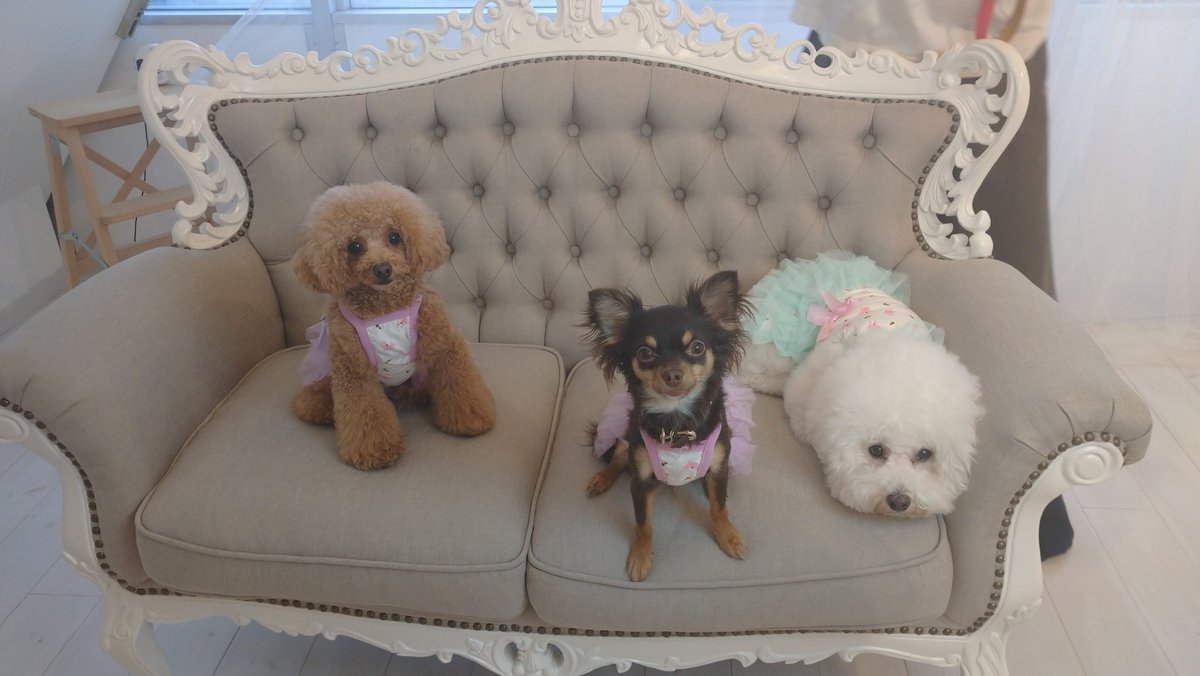 fluffy86924752's tweet photo. 楽天市場店から新商品徐々にアップ中
モデルワンコちゃんたちみんな元気一杯でした😄
＃犬服 ＃ペット用品 ＃ペット用品のお店  ＃Fluffy3f  ＃BASE ＃楽天市場 https://t.co/l4kWKF00mT