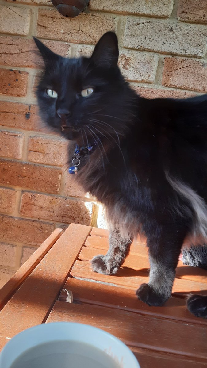 BrodieWAuthor's tweet photo. Love a good morning writing session on the weekend. This is my little corner when the sun shines through. And the black fluffy companion is Anakin. 😁
#novel #novelistsofvero #story_about_love #story #writer_vero #writer #writeratheart #philosophy #adventure https://t.co/GyCRFQ3oV1