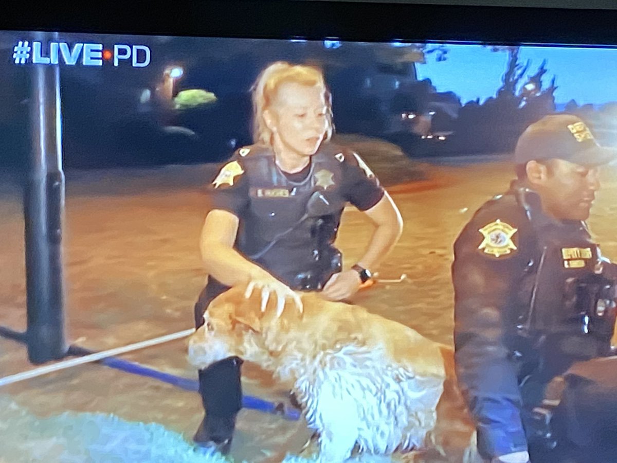 jtighe08's tweet photo. Great job by @DeputyBHughes her fellow @RCSD Deputy + the Good Samaritan who rescued the Golden Retriever from the drain. Our Louie watching intently like us. Very cool. #LivePD #LivePDNations #LivePDDogs #RichlandCountySheriffsOffice https://t.co/FL8PdrTjkh